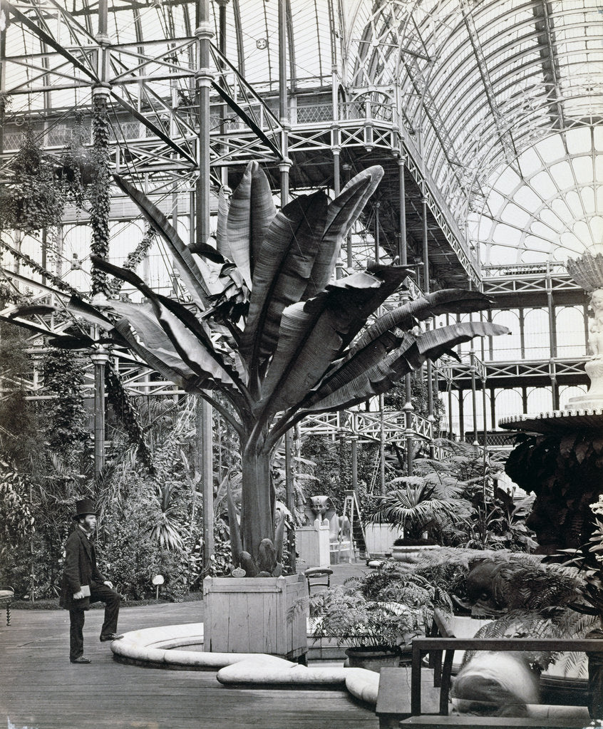 Detail of Tropical plants in the Egyptian Room, Crystal Palace, Sydenham, London, 1854 by Philip Henry Delamotte