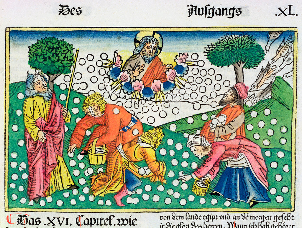 Detail of Exodus 16:13-22: God provides quail and Manna to the Israelites by Anonymous