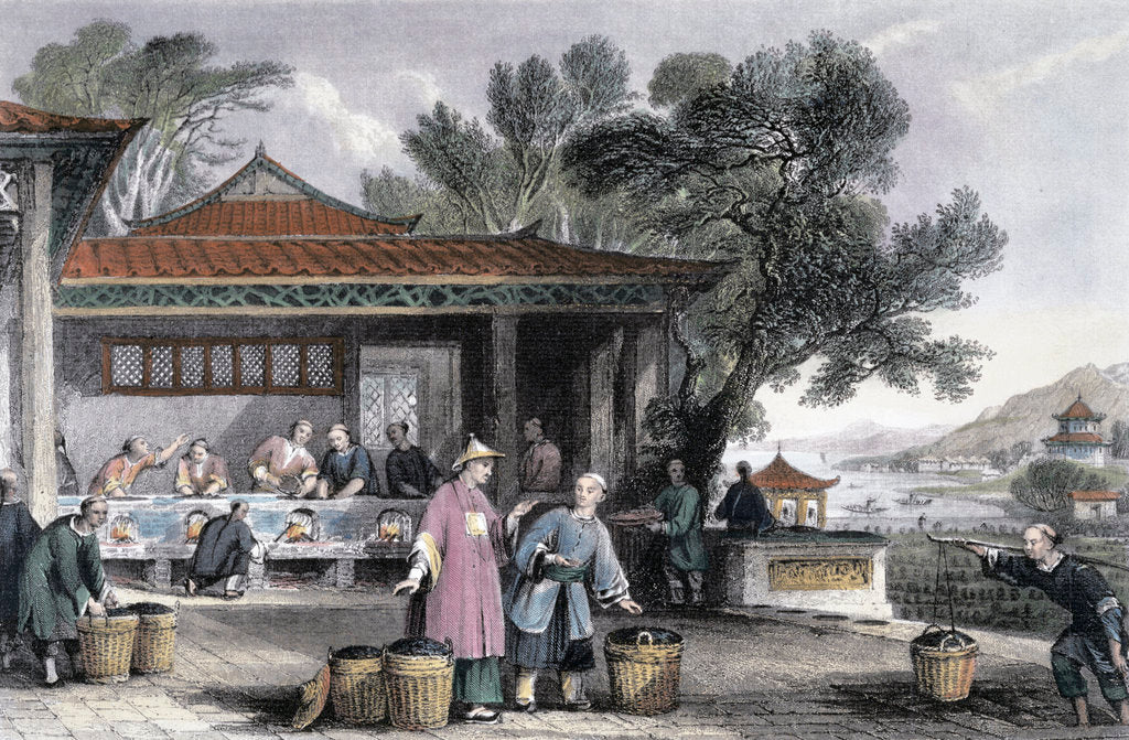Detail of The Culture and Preparation of Tea by Thomas Allom