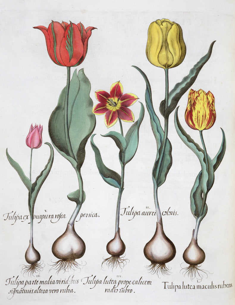 Detail of Tulips, 1613 by Unknown