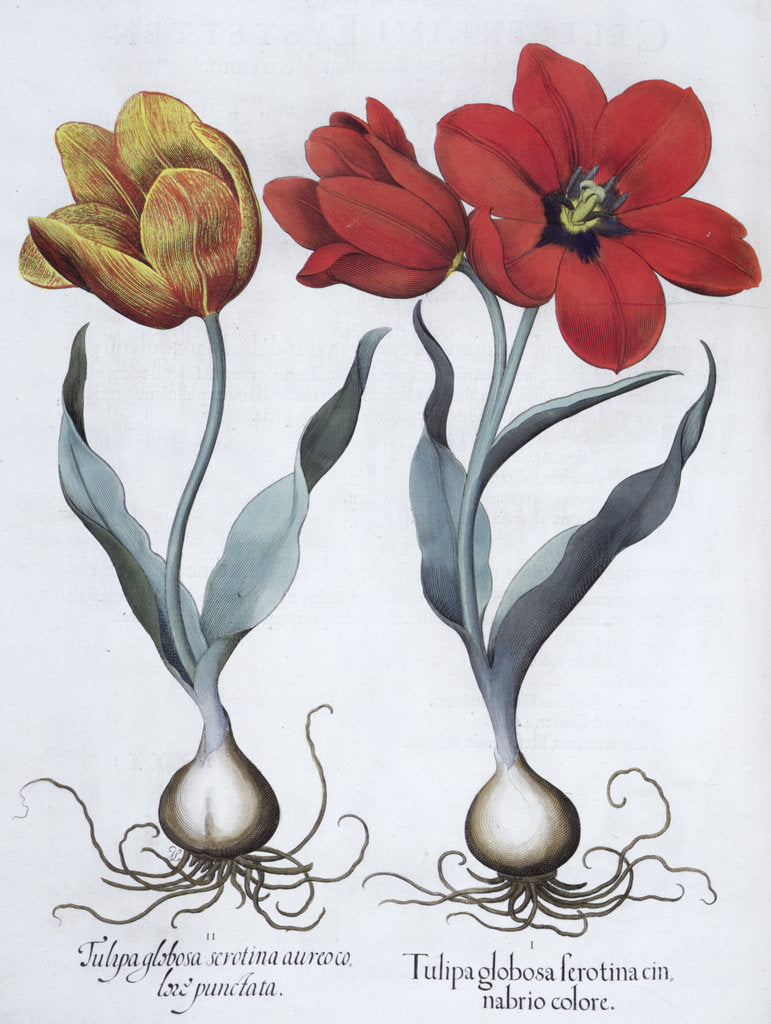 Detail of Tulips, 1613 by Unknown