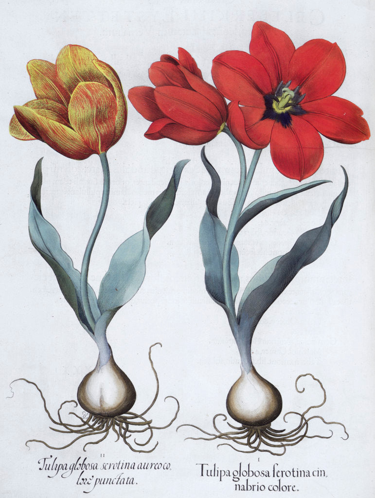 Detail of Tulips by Anonymous