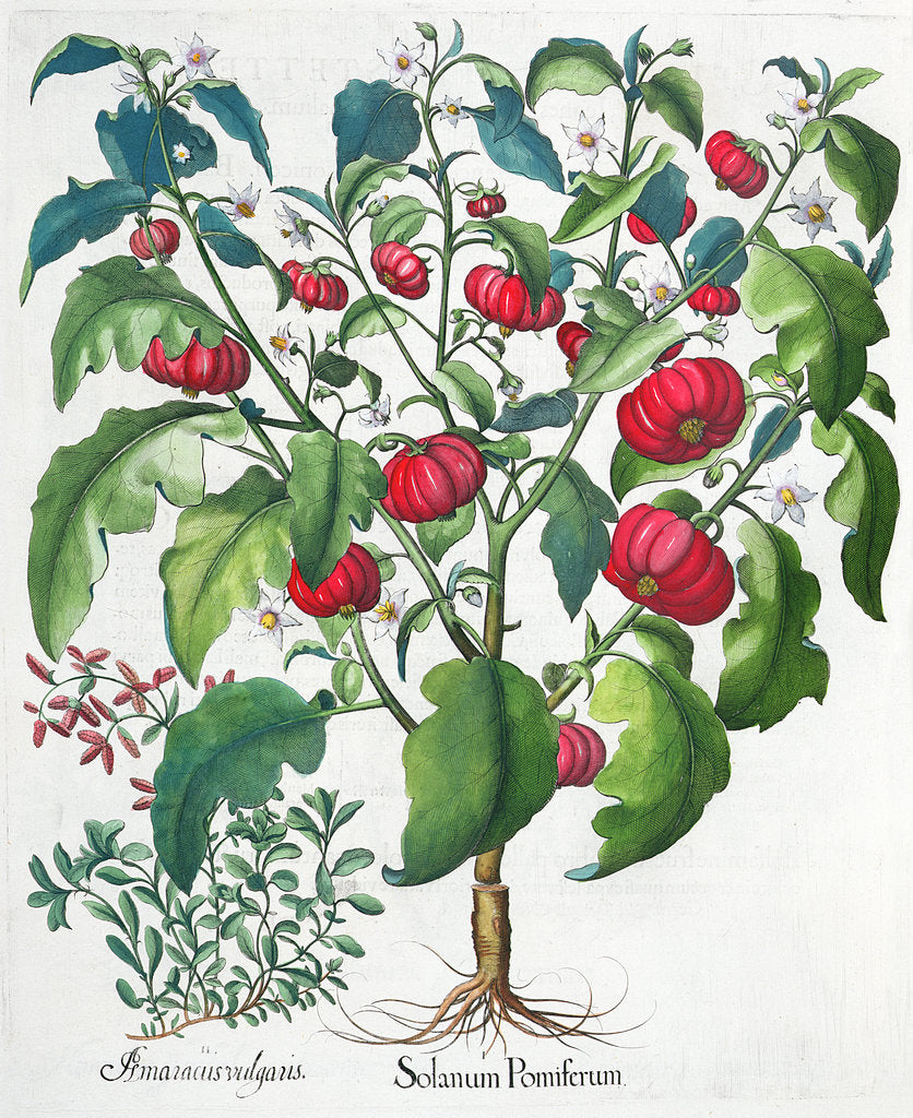 Detail of African Tomato and Marjoram plants, 1613 by Unknown