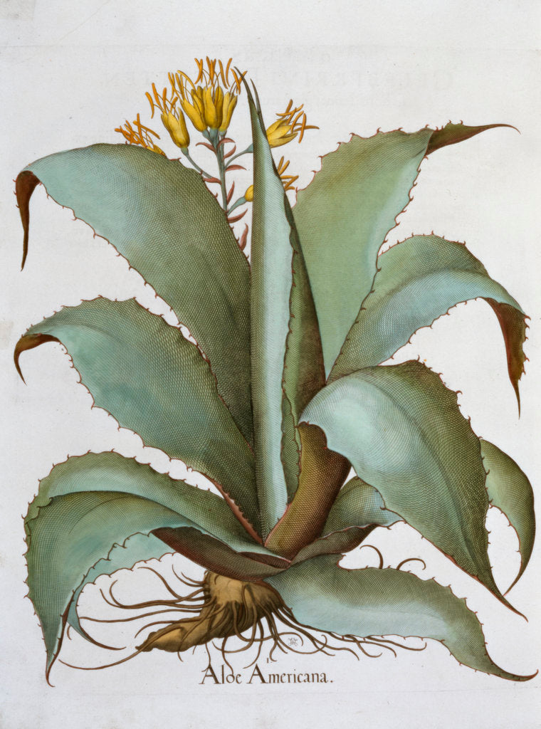 Detail of American Aloe (Aloe Americana) by Anonymous
