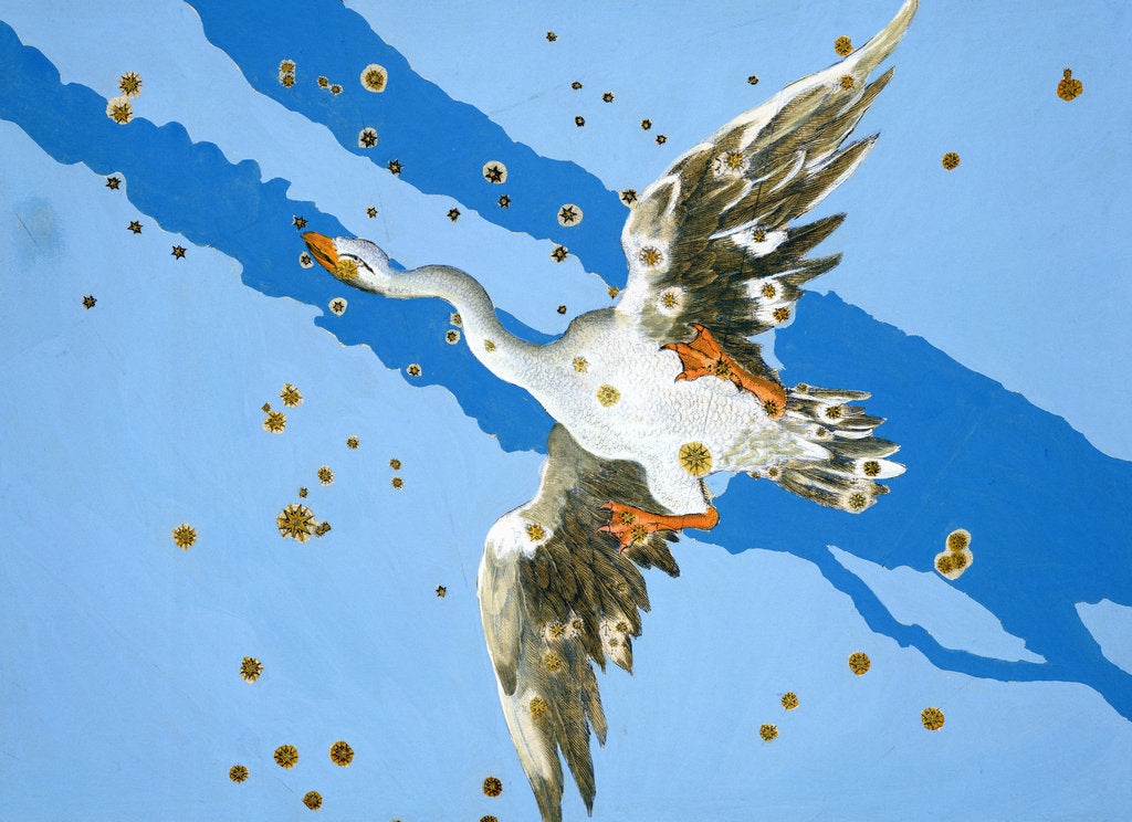 Detail of Constellation of Pisces, 1603 by Alexander Mair