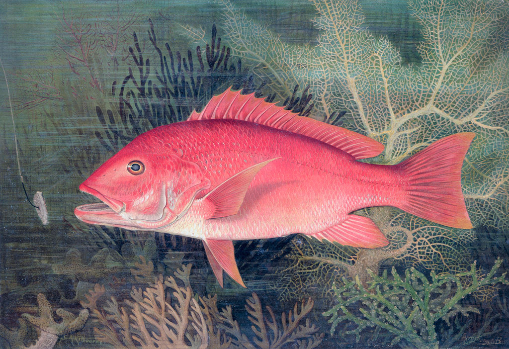 Detail of Red Snapper by SA Kilourne