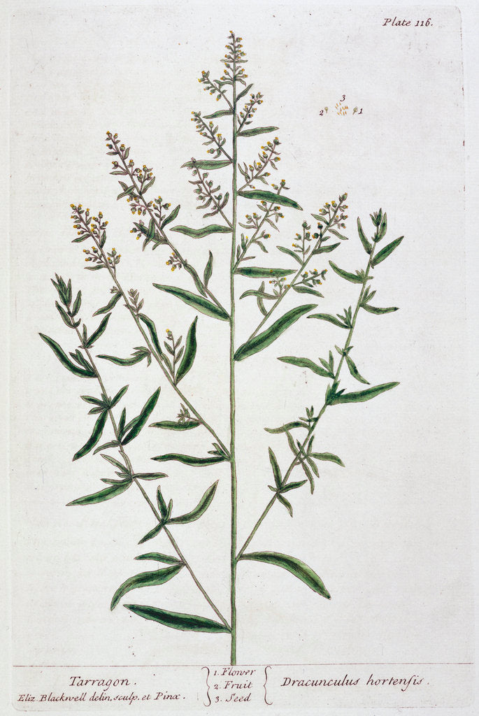 Detail of Tarragon by Elizabeth Blackwell