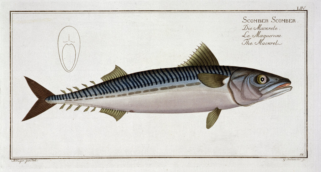 Detail of Mackerel (Scomber Scomber), c1785-1799 by Gabriel Bodenehr I
