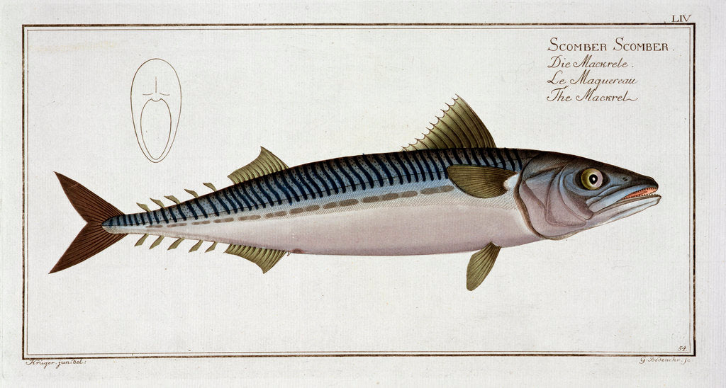 Detail of Mackerel (Scomber Scomber) by Gabriel Bodenehr I