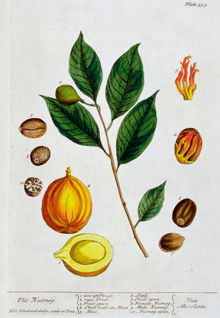 Detail of Nutmeg by Elizabeth Blackwell