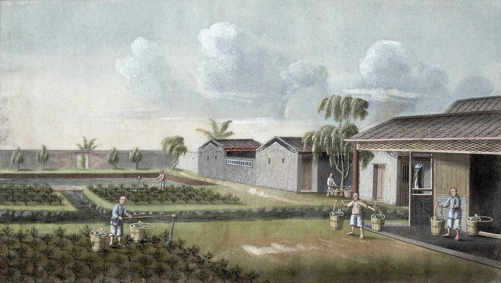 Detail of Watering tea plants by Anonymous