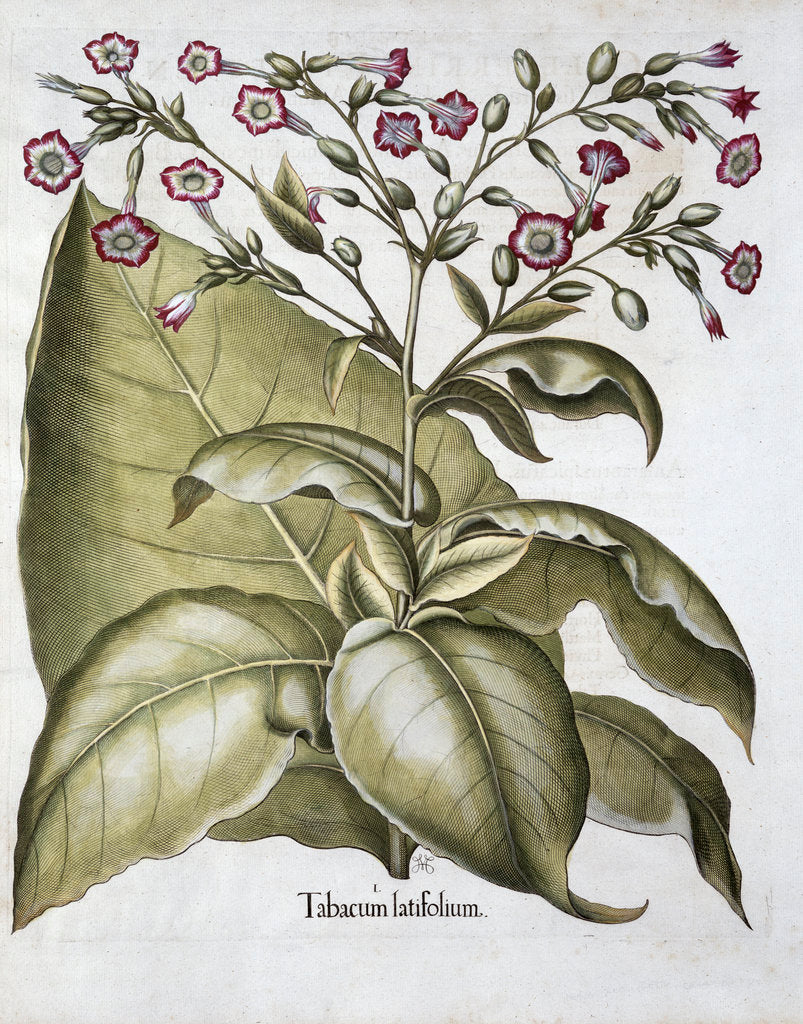 Detail of Tobacco plant by Anonymous