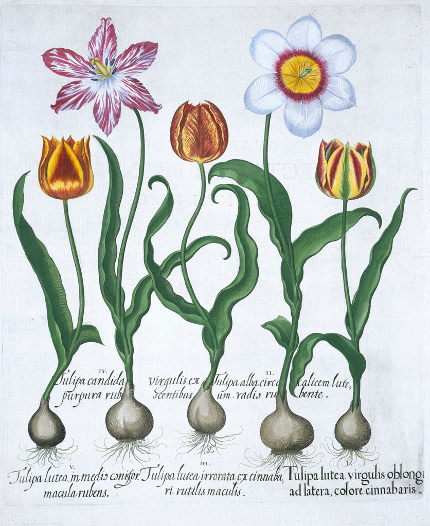 Detail of Five tulips by Anonymous