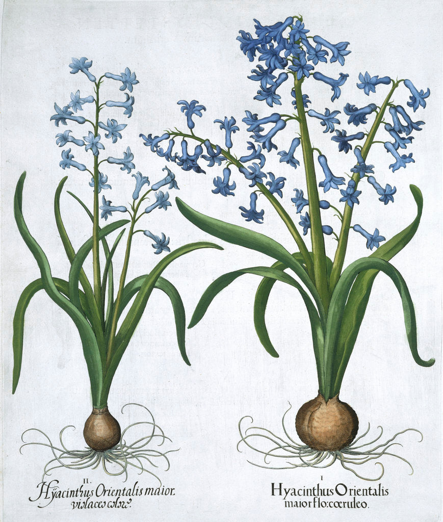Detail of Two blue hyacinths by Anonymous