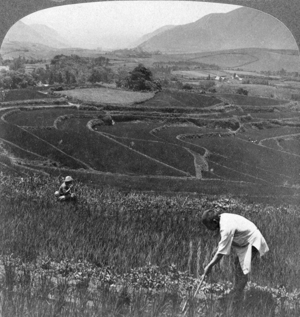 Detail of Fertile rice fields in the old crater of Aso-San, Japan by Underwood & Underwood