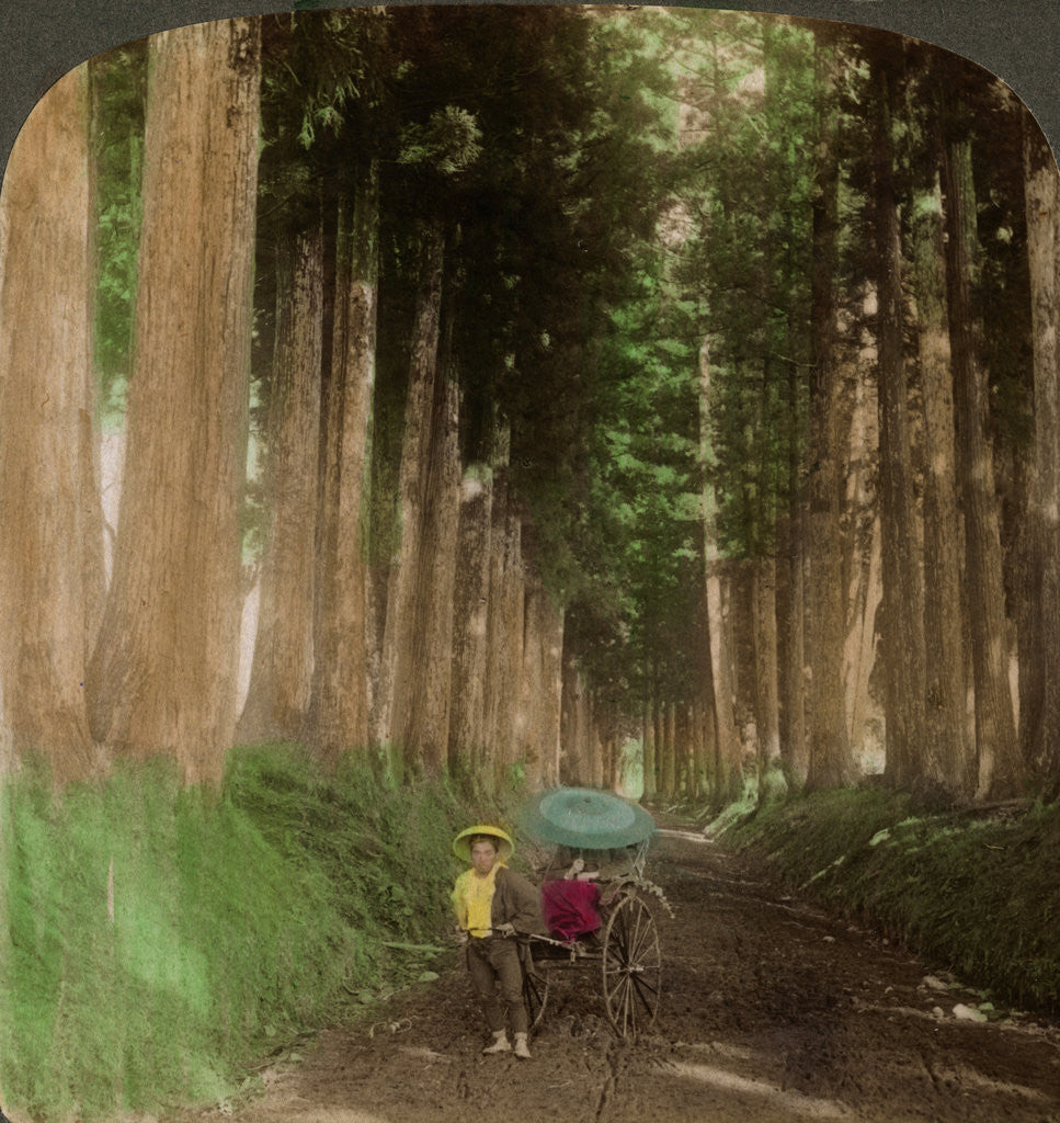 Detail of An avenue of cryptomeria (cedar) trees, Nikko, Japan by Underwood & Underwood