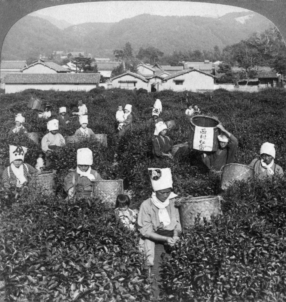 Detail of Tea-picking in Uji, Japan by Underwood & Underwood