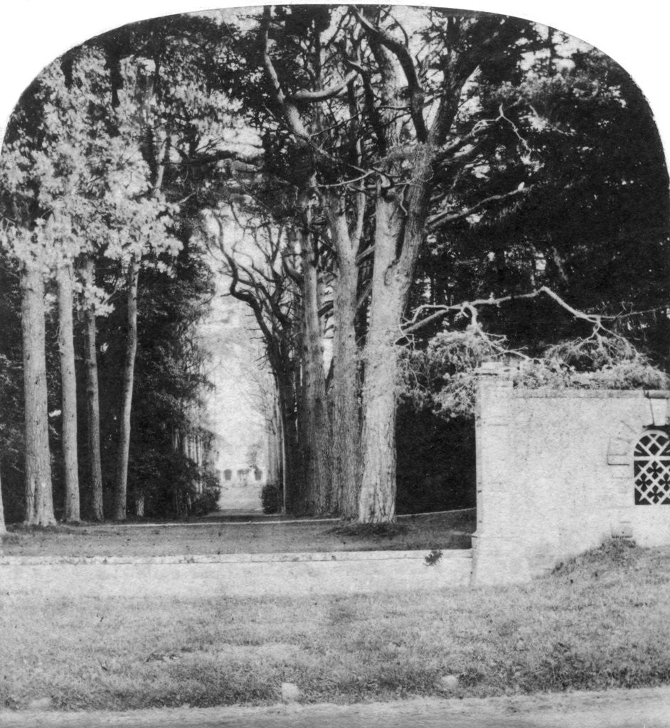 Detail of The Avenue, Guy's Cliff, Warwick by Anonymous