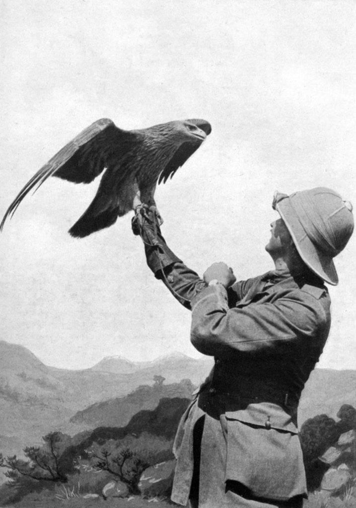 Detail of A British officer with a tamed golden eagle, Salonika, Greece, First World War by Anonymous