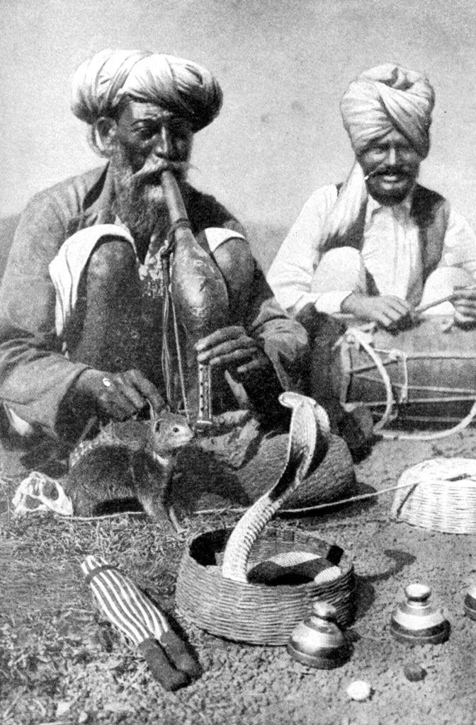 Detail of Charming the venom from a cobra; a snake charmer with a mongoose, India by JH Powell