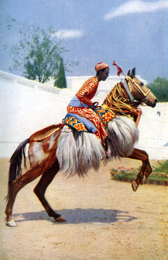 Detail of An Arab dancing horse, Udaipur, India by Herbert Ponting