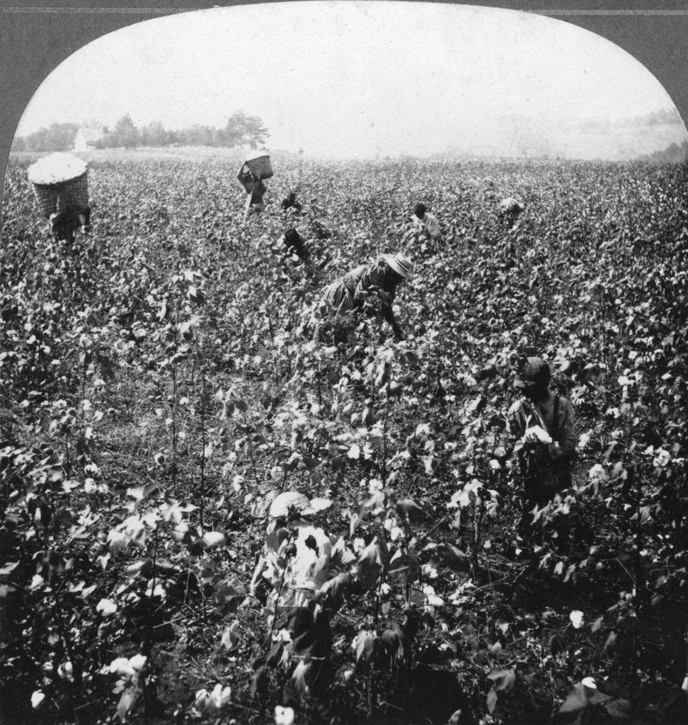 Detail of A cotton plantation, Rome, Georgia, USA by BL Singley