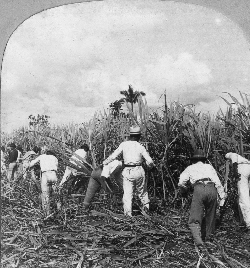 Detail of Harvesting sugar cane, Rio Pedro, Porto Rico by BL Singley