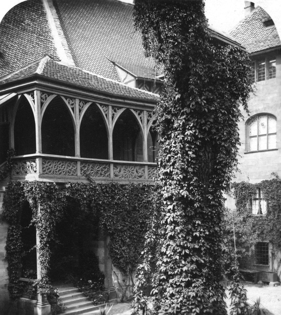 Detail of Lime tree in a courtyard, Nuremberg, Bavaria, Germany by Wurthle & Sons