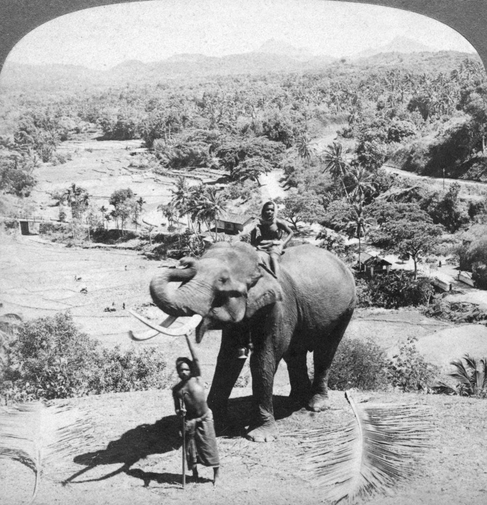 Detail of An elephant and its keeper, Sri Lanka by Underwood & Underwood
