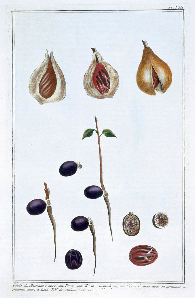 Detail of Nutmeg by Pierre Joseph Buchoz