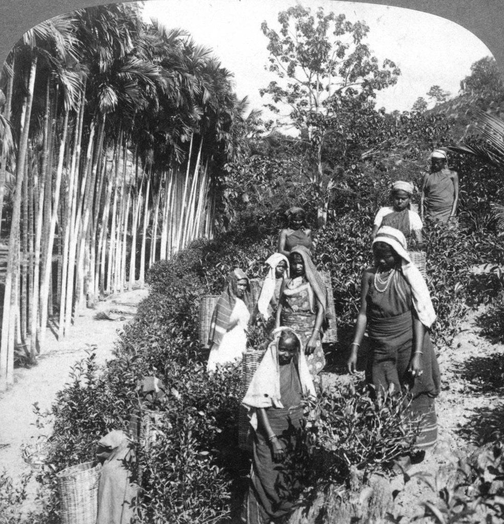 Detail of Tamil women picking tea on Sir Thomas Lipton's estate, Polgahawela, Sri Lanka by Underwood & Underwood
