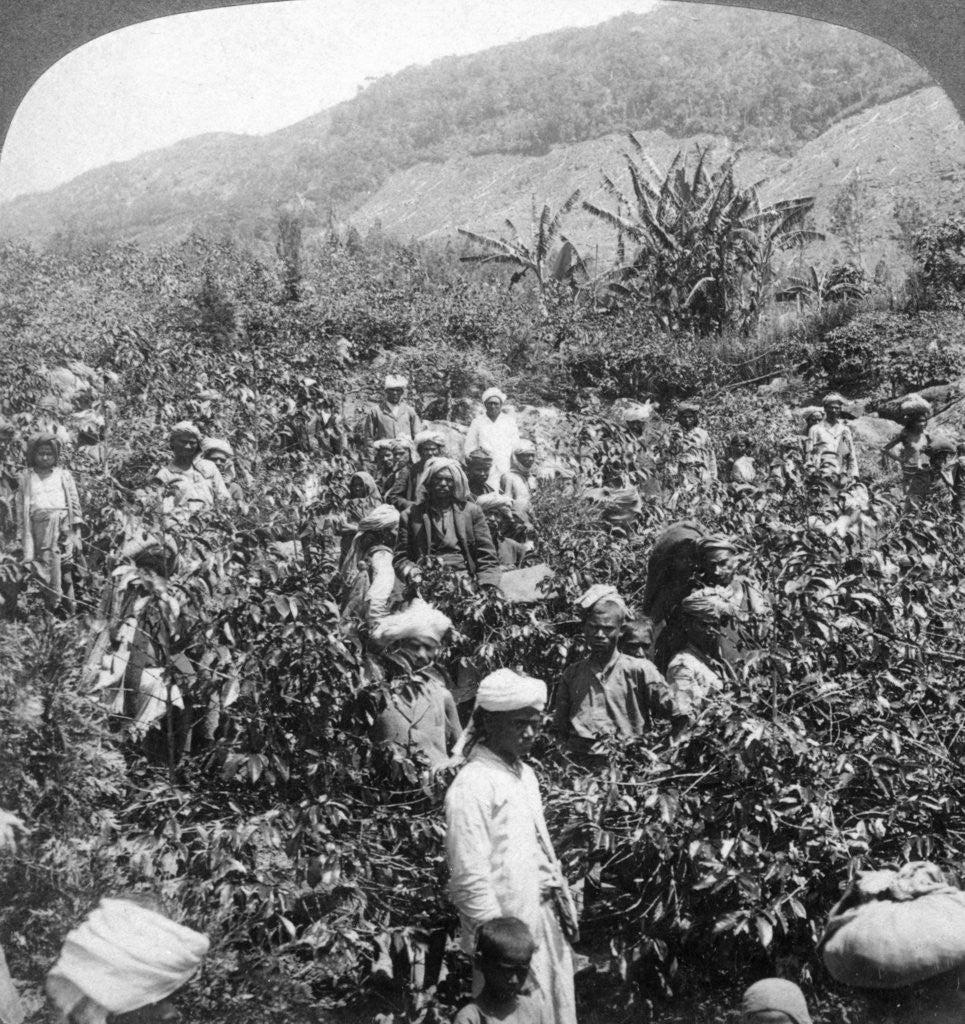 Detail of Coffee picking on Sir Thomas Lipton's estate, Dambutenne, Sri Lanka by Underwood & Underwood