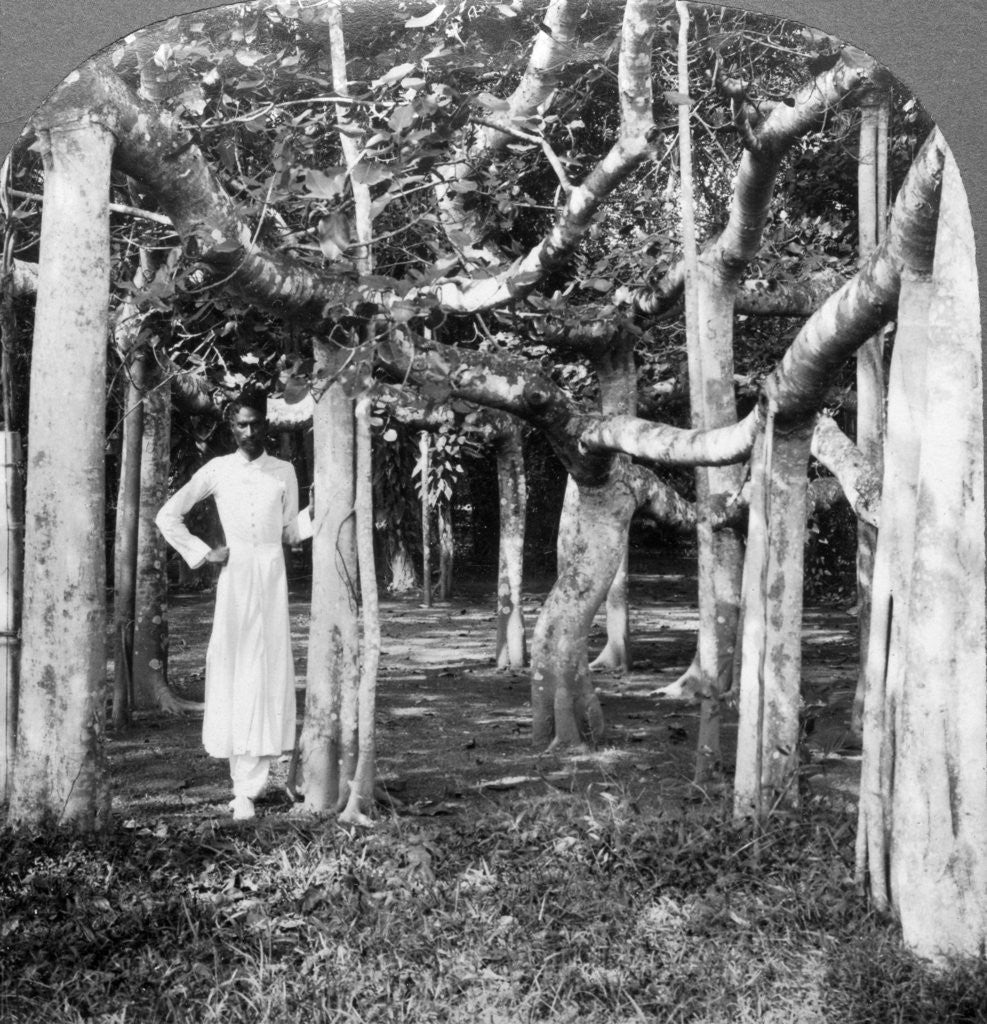 Detail of Among the roots of a banyan tree, Calcutta, India by Underwood & Underwood