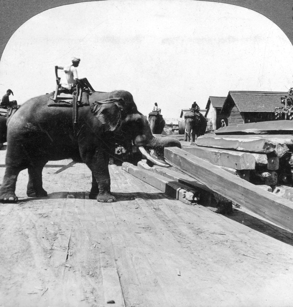 Detail of Elephants moving timber, Rangoon, Burma (Myanmar) by Underwood & Underwood