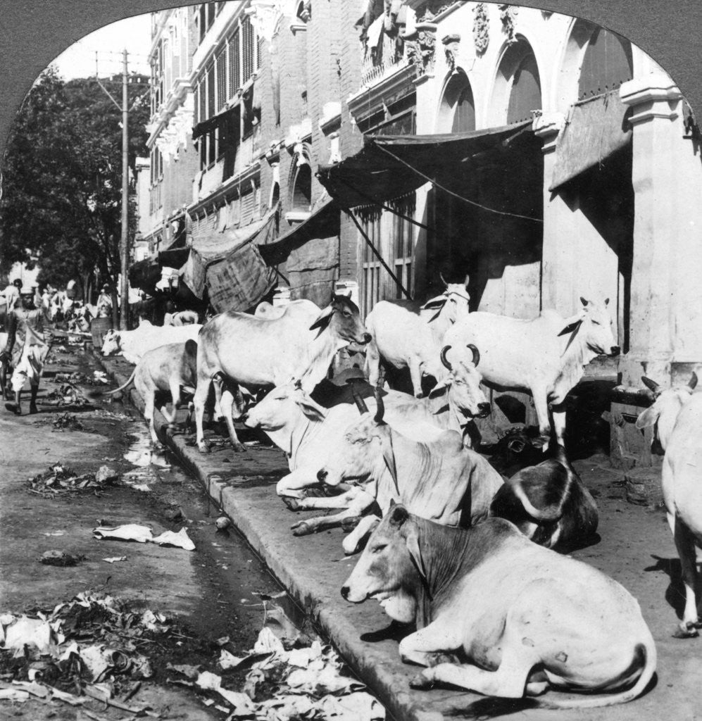 Detail of How Hindu cows enjoy life on Harrison Street, Calcutta, India by Underwood & Underwood