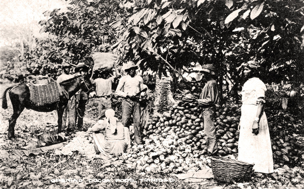 Detail of Opening cocoa pods, Trinidad, Trinidad and Tobago by Strong