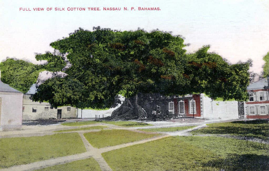 Detail of Silk Cotton Tree, Nassau, New Providence, Bahamas by JO Sands
