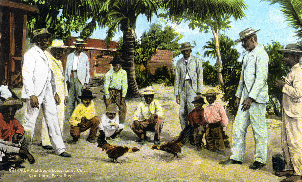 Detail of A cock fight, Puerto Rico by Anonymous