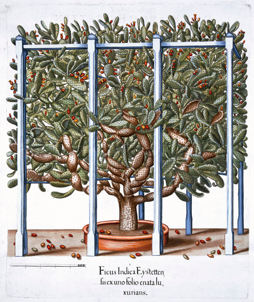 Detail of Ficus indica eytettensis by Anonymous