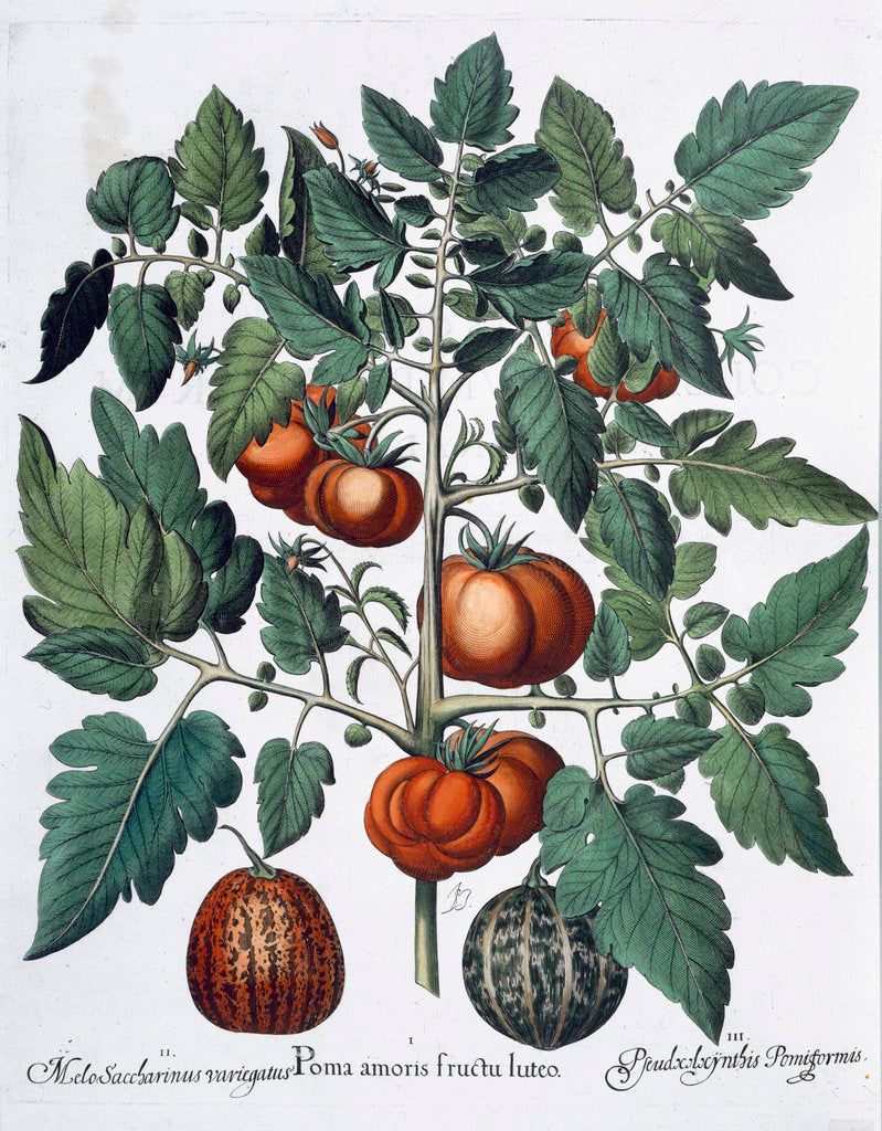 Detail of Tomatoes and melons by Anonymous