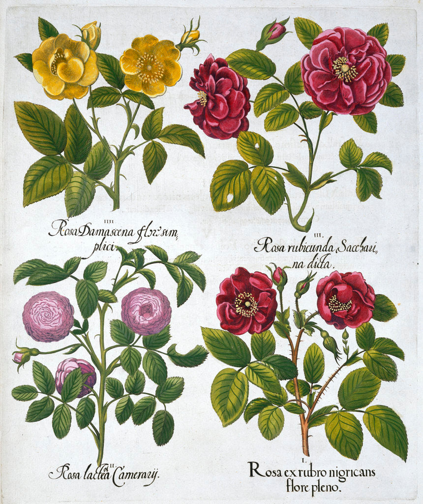 Detail of Roses by Anonymous