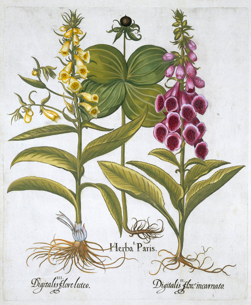 Detail of Herb Paris (Solanum quadrifolium), Common Foxglove (Digitalis Purpurea) Large Yellow Foxglove by Anonymous
