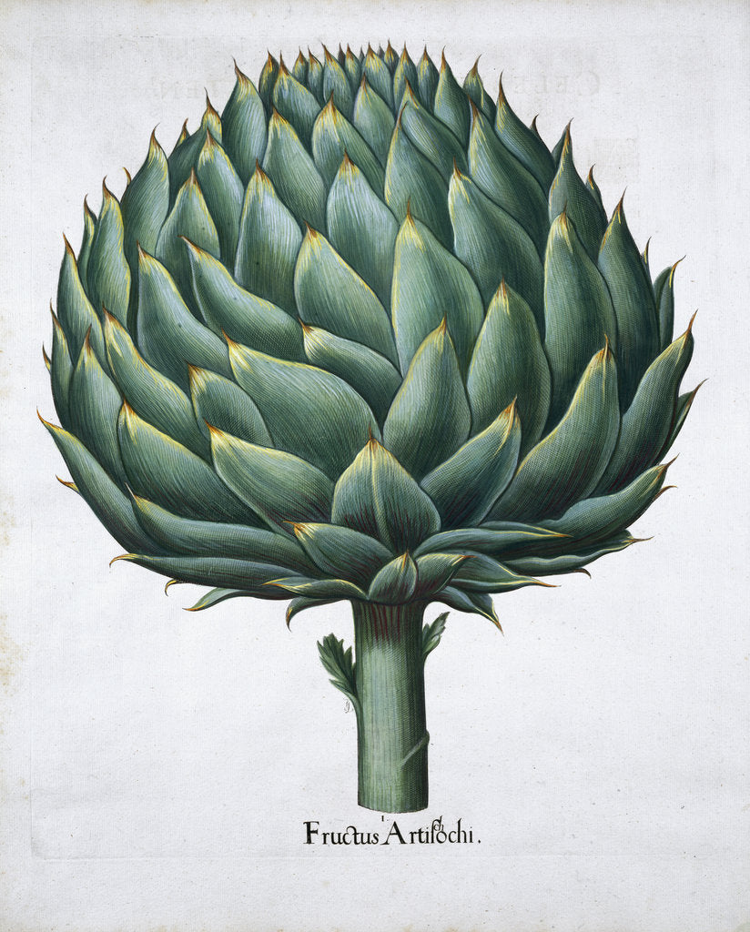 Detail of Artichoke, 1613 by Unknown