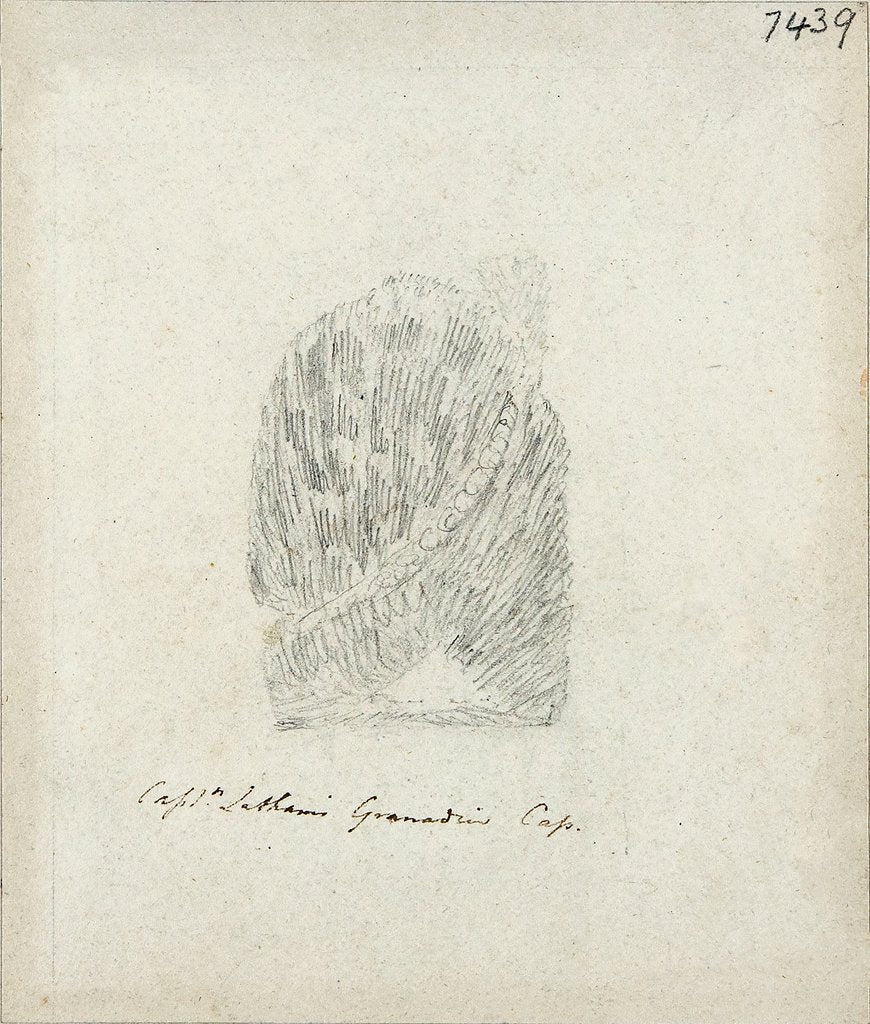 Detail of Captain Latham's Grenadir Cap by Will Latham