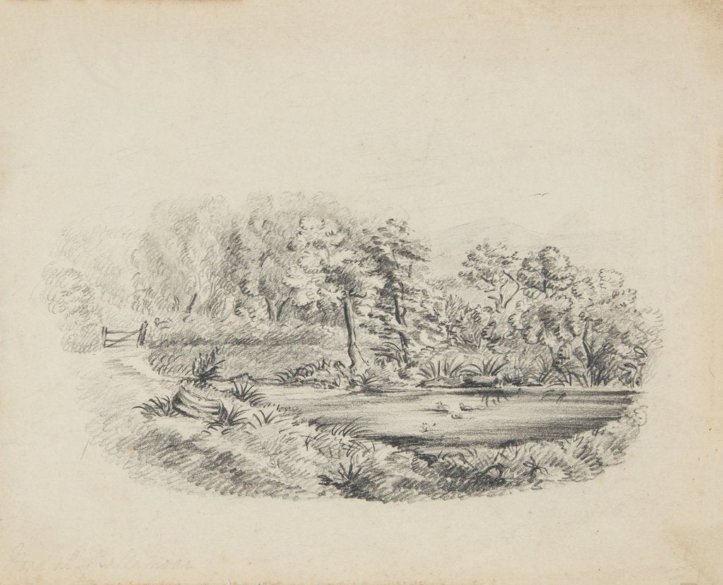 Detail of Ballamoar, Isle of Man. View of pond with ducks, surrounded by tall trees and greenery by Unknown