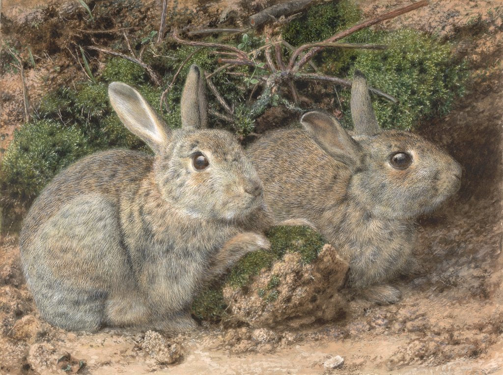 Detail of Rabbits by John Sherrin