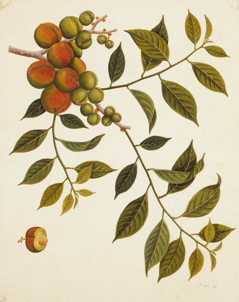 Detail of Dragon's eyes. Guangzhou, Chinese, mid-19th century by Unknown