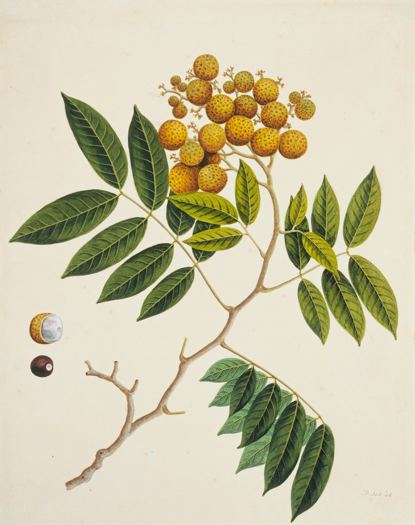Detail of Common Sterculia. Guangzhou, China, c.1800-40 by Unknown