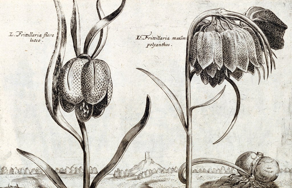 Detail of Frittillaria, from Jardin de Fleurs by Crispijn van de Passe