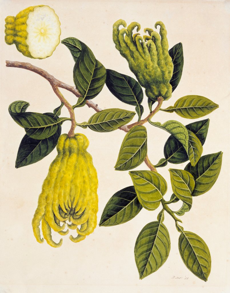 Detail of Fingered Citron or Fo Shou. Guangzhou, China, 1800-40 by Unknown